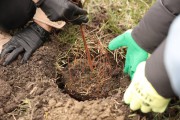На бульваре Снегова в Калининграде высадили 800 кустарников спиреи (фото)
На бульваре Снегова в Калининграде высадили 800 кустарников спиреи (фото)