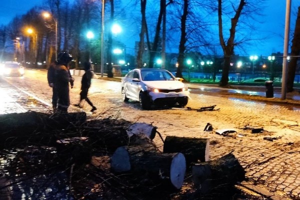 Столбы, деревья, указатели: последствия шторма в Калининграде (фото)