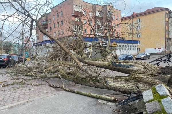 Столбы, деревья, указатели: последствия шторма в Калининграде (фото)