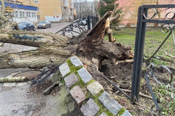 Столбы, деревья, указатели: последствия шторма в Калининграде (фото)