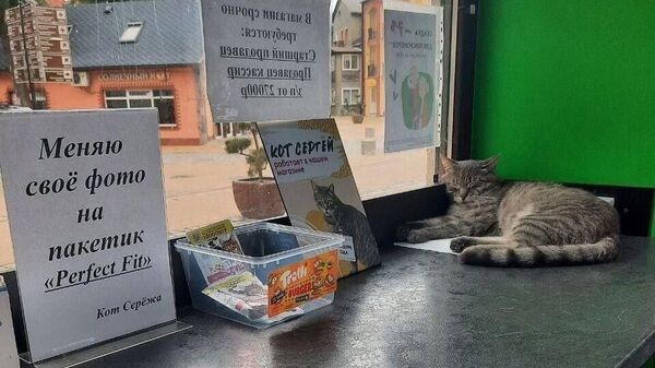 У кота Сергея, "работавшего" под Калининградом, появилась страница "ВКонтакте" У кота Сергея, "работавшего" под Калининградом, появилась страница "ВКонтакте"