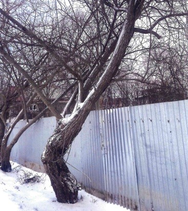 Администрация Зеленоградска вырубила сквер пограничников и 6 деревьев на променаде