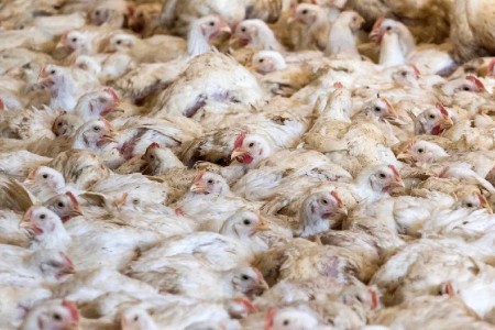Россельхознадзор: Почти 36 % нарушений выявили на птицеводческих предприятиях