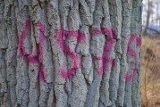 
						&laquo;Заброшенные реликты&raquo;: как выглядит старинный дендропарк в Зеленоградске (фото)											