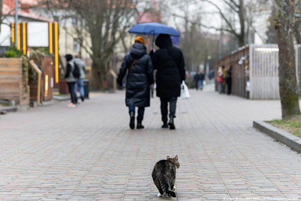 По следам кота Сергея: как сегодня относятся к бездомным животным в Зеленоградске По следам кота Сергея: как сегодня относятся к бездомным животным в Зеленоградске