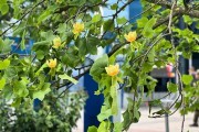 
						На набережной Музея Мирового океана в Калининграде зацвело тюльпановое дерево (фото)											