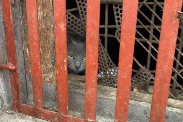 &laquo;Люди закрыли живых существ&raquo;: как мы спасали замурованных в подвале кошек