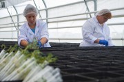 «От лаборатории до полей»: как в Калининградской области выращивают элитный семенной картофель (фото) Избранное
«От лаборатории до полей»: как в Калининградской области выращивают элитный семенной картофель (фото) Избранное