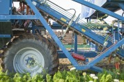 
						&laquo;Обеспечить всех до июля&raquo;: как в Калининградской области выращивают овощи борщевого набора (фото)											