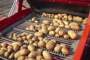
						&laquo;Обеспечить всех до июля&raquo;: как в Калининградской области выращивают овощи борщевого набора (фото)											