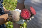 
						&laquo;Обеспечить всех до июля&raquo;: как в Калининградской области выращивают овощи борщевого набора (фото)											