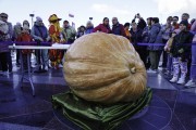«Каша, состязания и гигант на площади»: как прошёл День оранжевой тыквы в Зеленоградске (фото)
«Каша, состязания и гигант на площади»: как прошёл День оранжевой тыквы в Зеленоградске (фото)
