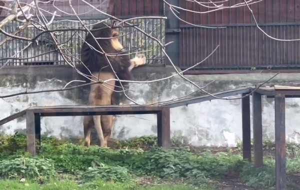 В Калининграде лев Тигран посылает львице Лее воздушные поцелуи