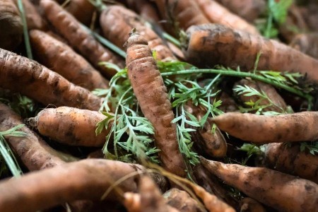 В Калининградской области из оборота изъяли почти 900 кг плодоовощной продукции В Калининградской области из оборота изъяли почти 900 кг плодоовощной продукции