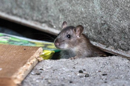 Суд снизил компенсацию морального вреда за укус крысы в Облбольнице в 10 раз
