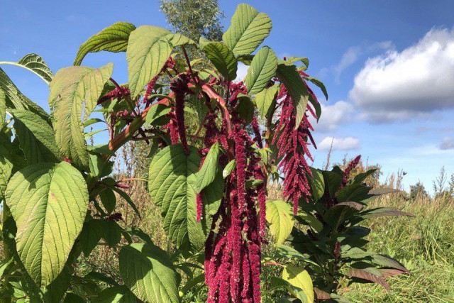 
						Полесский фермер планирует увеличить производство амаранта и лагуруса в 2025 году											