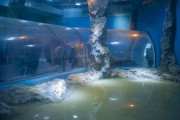 «Земля — корабль»: как готовят к открытию музейный корпус «Планета Океан» в Калининграде (фото) Избранное
«Земля — корабль»: как готовят к открытию музейный корпус «Планета Океан» в Калининграде (фото) Избранное