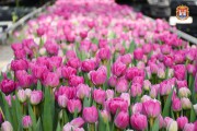 В крупнейшем питомнике Калининградской области вырастили около 18 млн тюльпанов (фото)
В крупнейшем питомнике Калининградской области вырастили около 18 млн тюльпанов (фото)