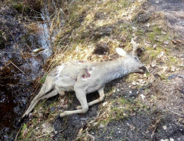 Нестеровских убийц косули поймали на хранении взрывчатки Нестеровских убийц косули поймали на хранении взрывчатки