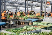 В крупнейшем питомнике Калининградской области вырастили около 18 млн тюльпанов (фото)
В крупнейшем питомнике Калининградской области вырастили около 18 млн тюльпанов (фото)