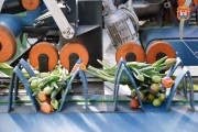 В крупнейшем питомнике Калининградской области вырастили около 18 млн тюльпанов (фото)
В крупнейшем питомнике Калининградской области вырастили около 18 млн тюльпанов (фото)