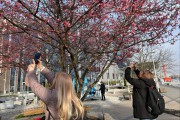 Рядом с Музеем Мирового океана в Калининграде зацвели сакуры (фото) Избранное
Рядом с Музеем Мирового океана в Калининграде зацвели сакуры (фото) Избранное