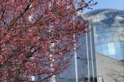 Рядом с Музеем Мирового океана в Калининграде зацвели сакуры (фото) Избранное
Рядом с Музеем Мирового океана в Калининграде зацвели сакуры (фото) Избранное