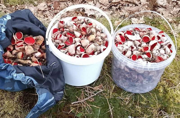 В Калининградской области вёдрами начали выносить продукты жуткого вида В Калининградской области вёдрами начали выносить продукты жуткого вида