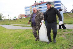 
						В Черняховске выпустили более тысячи мальков белого амура в пруды парка &laquo;Городская долина&raquo; (фото)											