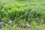 «Вместо вековых»: вдоль дороги в Новое Голубево готовятся высаживать деревья на месте старинной аллеи (фото)
«Вместо вековых»: вдоль дороги в Новое Голубево готовятся высаживать деревья на месте старинной аллеи (фото)