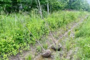 «Вместо вековых»: вдоль дороги в Новое Голубево готовятся высаживать деревья на месте старинной аллеи (фото)
«Вместо вековых»: вдоль дороги в Новое Голубево готовятся высаживать деревья на месте старинной аллеи (фото)