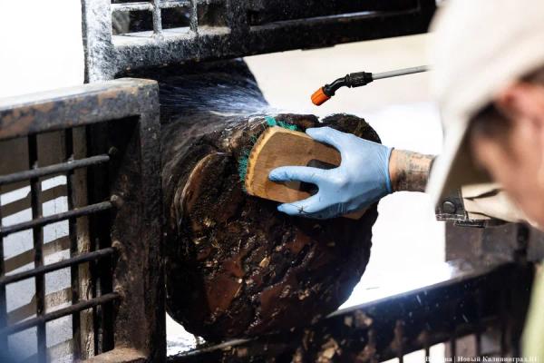 Останки Преголи и рог носорога: как прошла открытая встреча с директором зоопарка