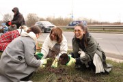 На бульваре Снегова в Калининграде высадили 800 кустарников спиреи (фото)
На бульваре Снегова в Калининграде высадили 800 кустарников спиреи (фото)