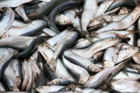 Росрыболовство: Сумма штрафов за незаконную добычу биоресурсов превысила 3 млн руб.