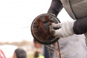 На бульваре Снегова в Калининграде высадили 800 кустарников спиреи (фото)
На бульваре Снегова в Калининграде высадили 800 кустарников спиреи (фото)