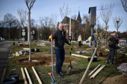 
						На набережной Карбышева в Калининграде высадили 80 сакур  (фото)											