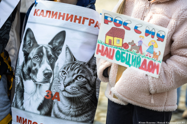 &laquo;Мы защищаем человечность&raquo;: почему в Калининграде митинговали в защиту животных