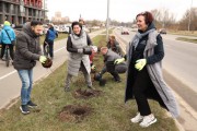 На бульваре Снегова в Калининграде высадили 800 кустарников спиреи (фото)
На бульваре Снегова в Калининграде высадили 800 кустарников спиреи (фото)