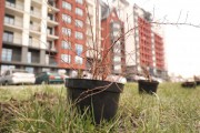 На бульваре Снегова в Калининграде высадили 800 кустарников спиреи (фото)
На бульваре Снегова в Калининграде высадили 800 кустарников спиреи (фото)
