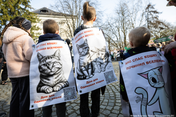 &laquo;Мы защищаем человечность&raquo;: почему в Калининграде митинговали в защиту животных