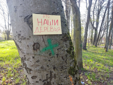 Глава администрации получил представление за спил свыше 200 деревьев без компенсационного озеленения