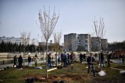 
						На набережной Карбышева в Калининграде высадили 80 сакур  (фото)											
