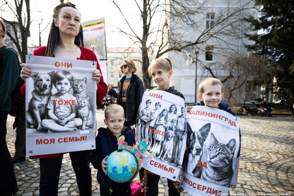 &laquo;Мы защищаем человечность&raquo;: почему в Калининграде митинговали в защиту животных